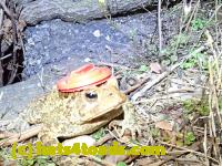 /home//u458753944/public_html/sourcegallery//Roxborough Toad Detour/2020/2020-04-05/92396809_10222212432768697_588058280694120448_o.jpg